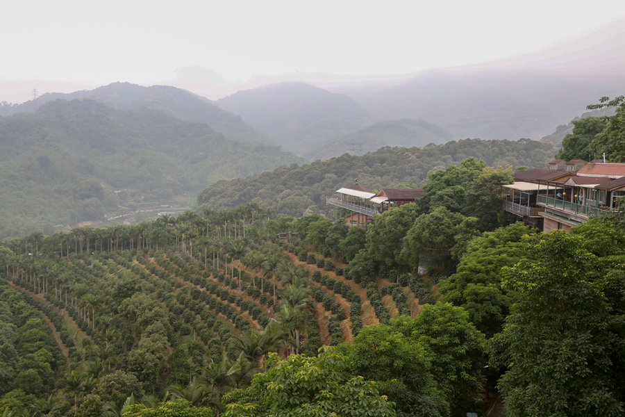 位於南靖縣的南坑咖啡莊園由臺胞創辦，是兩岸農業融合發展的生動實踐。南靖縣融媒體中心供圖