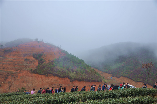 閩東茶鄉行：漫步寧壽生態茶園 品高山香茗