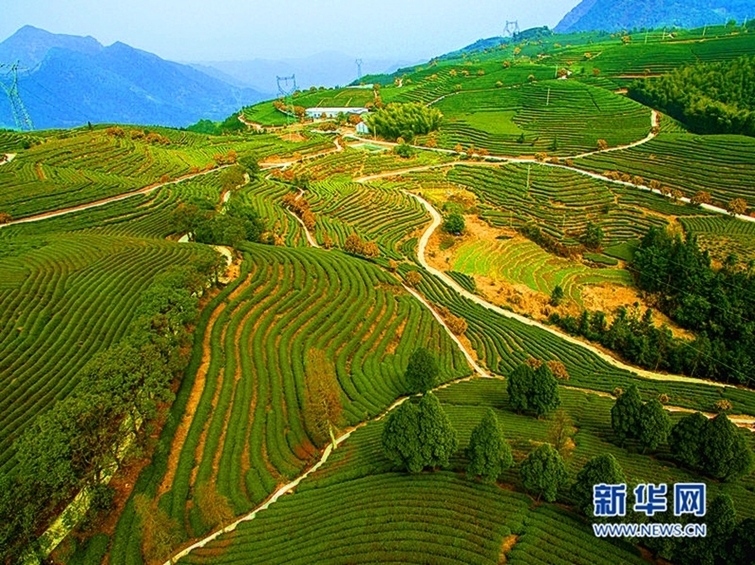 航拍福建寧德千畝茶園 早春美景如畫卷