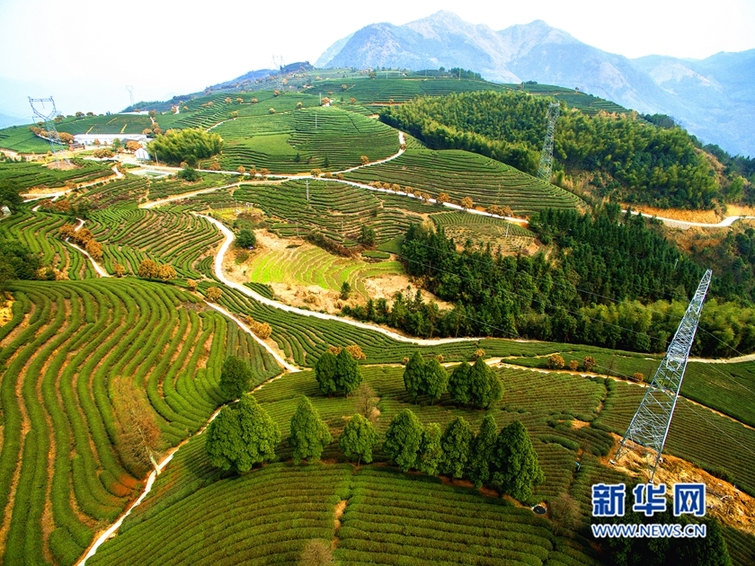 航拍福建寧德千畝茶園 早春美景如畫卷