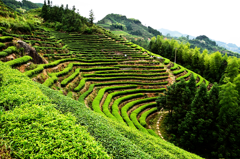 醉美茶場顯風情 田園景色入畫來