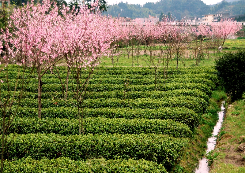 醉美茶場顯風情 田園景色入畫來