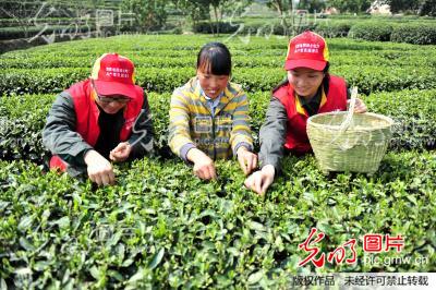 湖北宜昌：“助農採茶”踐行群眾路線