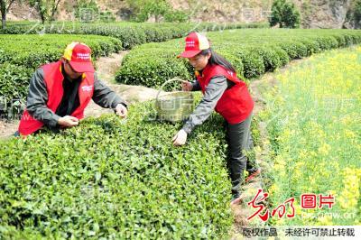 湖北宜昌：“助農採茶”踐行群眾路線