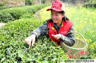 湖北宜昌：“助農採茶”踐行群眾路線