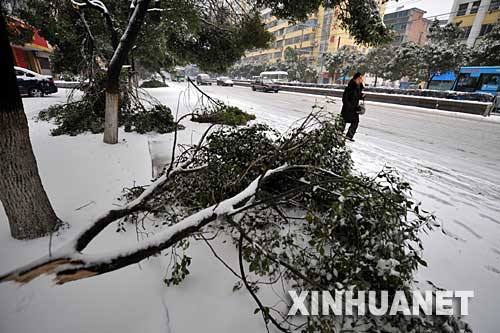 1月29日，南昌市陽明路兩旁的樟樹樹枝被大雪折斷。 12月28日晚，南昌市普降大雪，這是入冬以來最大的一場雪。據悉，1月中旬以來，南昌市持續了10多天雨雪、低溫天氣，創50年之最。