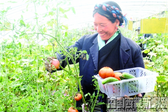 致富帶頭人瓊吉在自家的溫室大棚裏採摘番茄。記者 王緒彬 攝