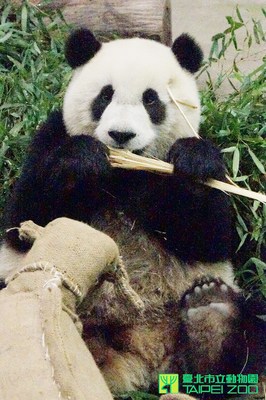 動物園桂竹筍收成“圓仔”忙啃食不亦樂乎（圖）