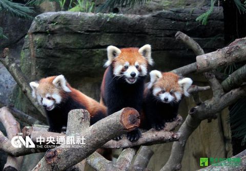 臺灣小熊貓寶寶亮相賣萌動物園邀粉絲命名（圖）