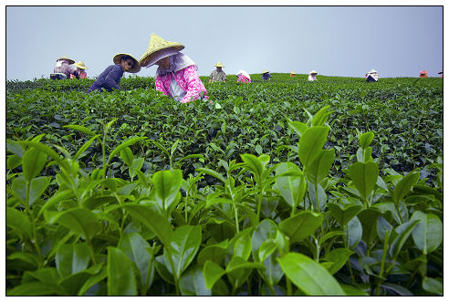 阿里山茶鄉