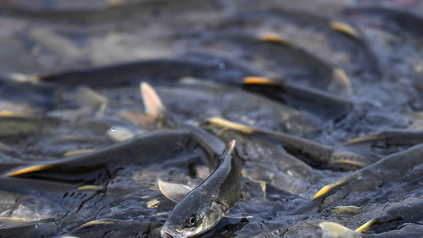 青海湖裸鯉資源量超10萬噸 較保護初期增長約38倍