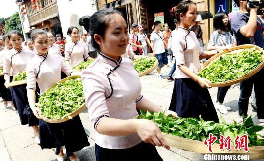 由近百人組成的“茶幫”隊伍，茶幫妹子一邊捧著茶葉一邊“搖青” 隨後而行。　記者劉可耕 攝