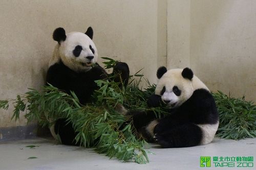 熊貓“圓仔”吃竹葉往臉上打相當有趣（圖）
