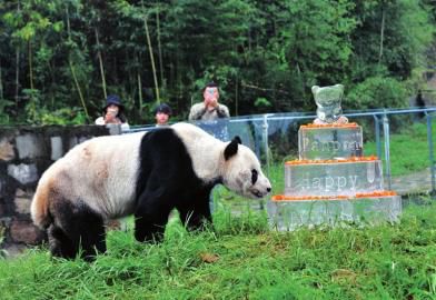 21日，中國保護大熊貓研究中心都江堰基地，盼盼在享用生日蛋糕。