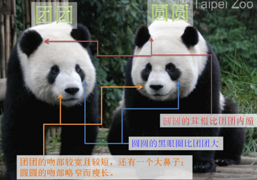 “團團”、“圓圓”在耳根及面部的不同。