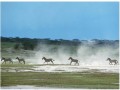 東非野生動物大遷徙 現場直擊：最後一米騰躍