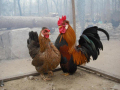 家禽養殖場未發現H7N9病毒