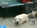 臺灣高雄：連日降雨造成大水灌入流浪狗保育場