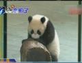 大陸贈臺大熊貓寶寶“圓仔”今日首度與公眾見面