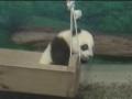 你所不知道的大熊貓 習性怪癖大解密