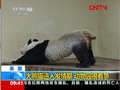 大熊貓進入發情期 動物園很著急