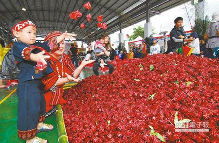 臺東研發洛神花新品種取名“紅斑馬”