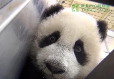 贈臺熊貓幼崽明年1月亮相動物園做參觀線路模擬