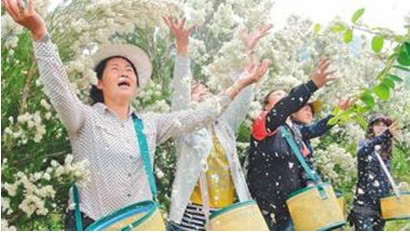 臺灣魚池鄉茶樹花海白如雪遊客驚艷（圖）