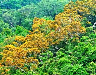 “相思樹”花季登場臺中東勢林場好賞花（圖）