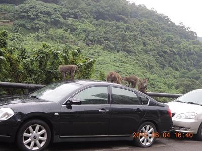 獼猴佔領汽車