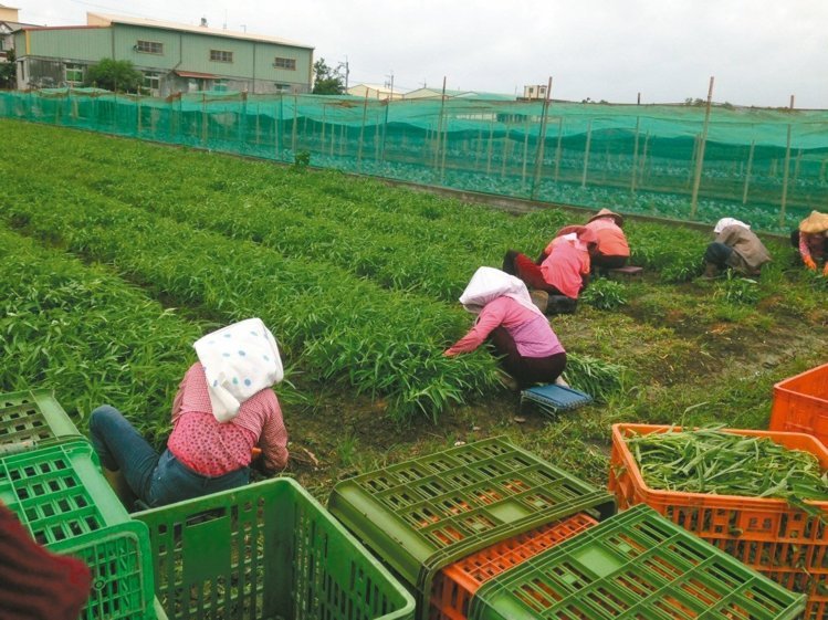 臺灣颱風過境菜價飆漲 空心菜1公斤50元