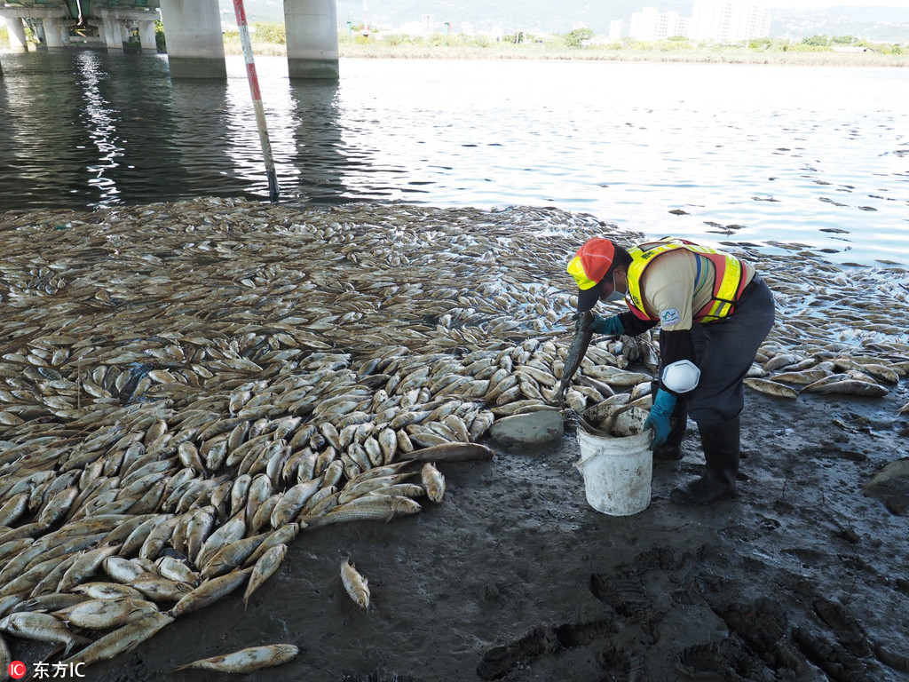 臺灣基隆河現大片死魚 連續高溫破百年紀錄