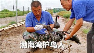 渤海灣護鳥人 十餘年救治千隻珍貴鳥類