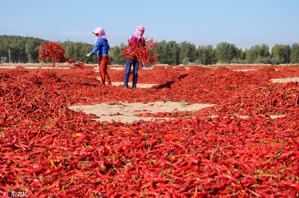 中國金秋美食地圖 你的家鄉正在收啥？