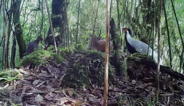 罕見又和諧！雲南龍陵首次拍到兩種保護動物“同框”生活畫面