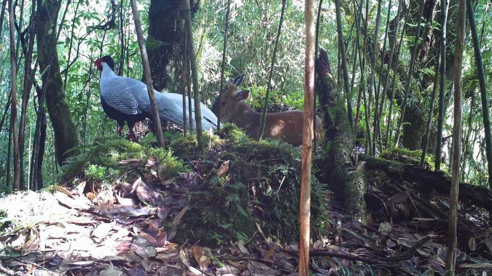 罕見又和諧！雲南龍陵首次拍到兩種保護動物“同框”生活畫面