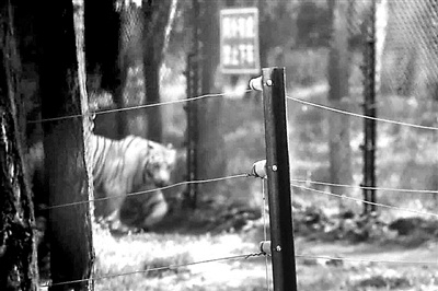 八達嶺野生動物園猛獸區重開自駕遊 路旁設電網