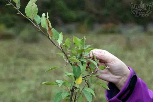 班瑪藏雪茶産于青海省果洛藏族自治州班瑪縣瑪柯河河谷地區，生長在海拔3200米至3600米之間，屬黑茶，因茶多酚含量較高，能降“三高”(高血壓、高血糖、高血脂)，具有抗癌、防治心血管疾病、提高綜合免疫力的作用。不同於其他地區所産小葉種全發酵磚茶，班瑪藏茶不經發酵程式，直接由當地天然溫泉藏茶植物中的花葉海棠和變葉海棠嫩葉加工製成，成茶湯色透紅，入口先苦後甜。