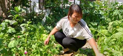 寧夏海原：破解馬鈴薯增收的生態“密碼”