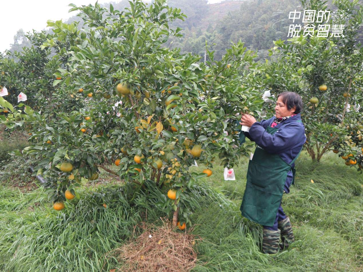 村民在果園套果袋（攝影：央視網記者 董淑雲）