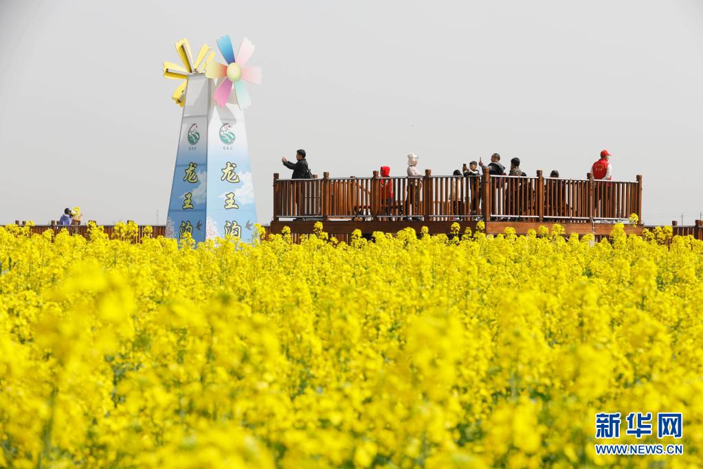 河南寶豐：打造賞花經濟 助力鄉村振興