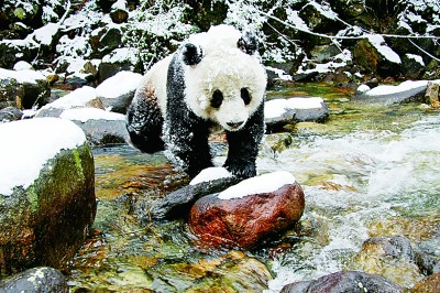 大熊貓國家公園與它的珍稀野生動植物“戶主”們