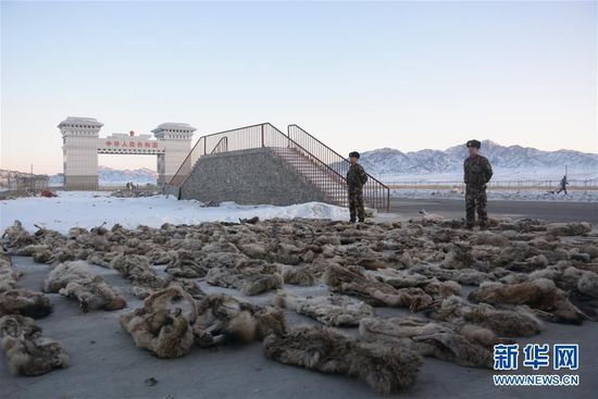 塔克什肯邊防檢查站官兵控制現場，並清點查獲的走私動物製品數量（2月4日攝）。