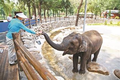 京野生動物園:動物消暑每天吃掉600斤西瓜(圖)