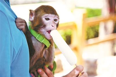 京野生動物園:動物消暑每天吃掉600斤西瓜(圖)