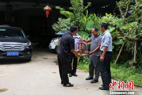 圖為岩蘇把蜂猴移交給森林公安民警 常宗波 攝