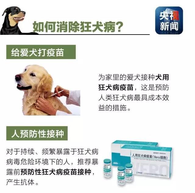 狂犬病致死率接近100%！了解這些知識讓你遠離它！