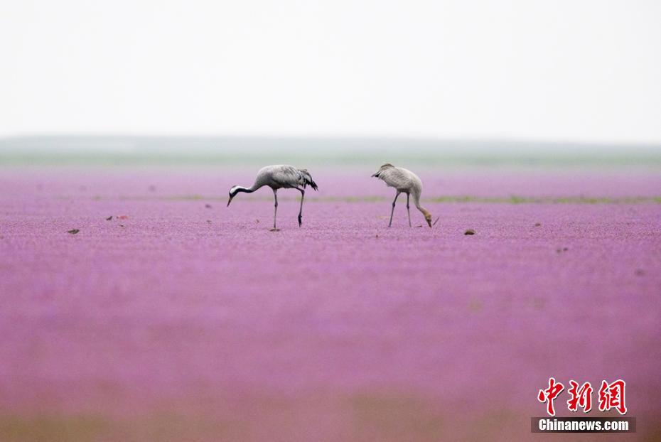 鄱陽湖蓼子花海盛開 越冬候鳥花中覓食起舞