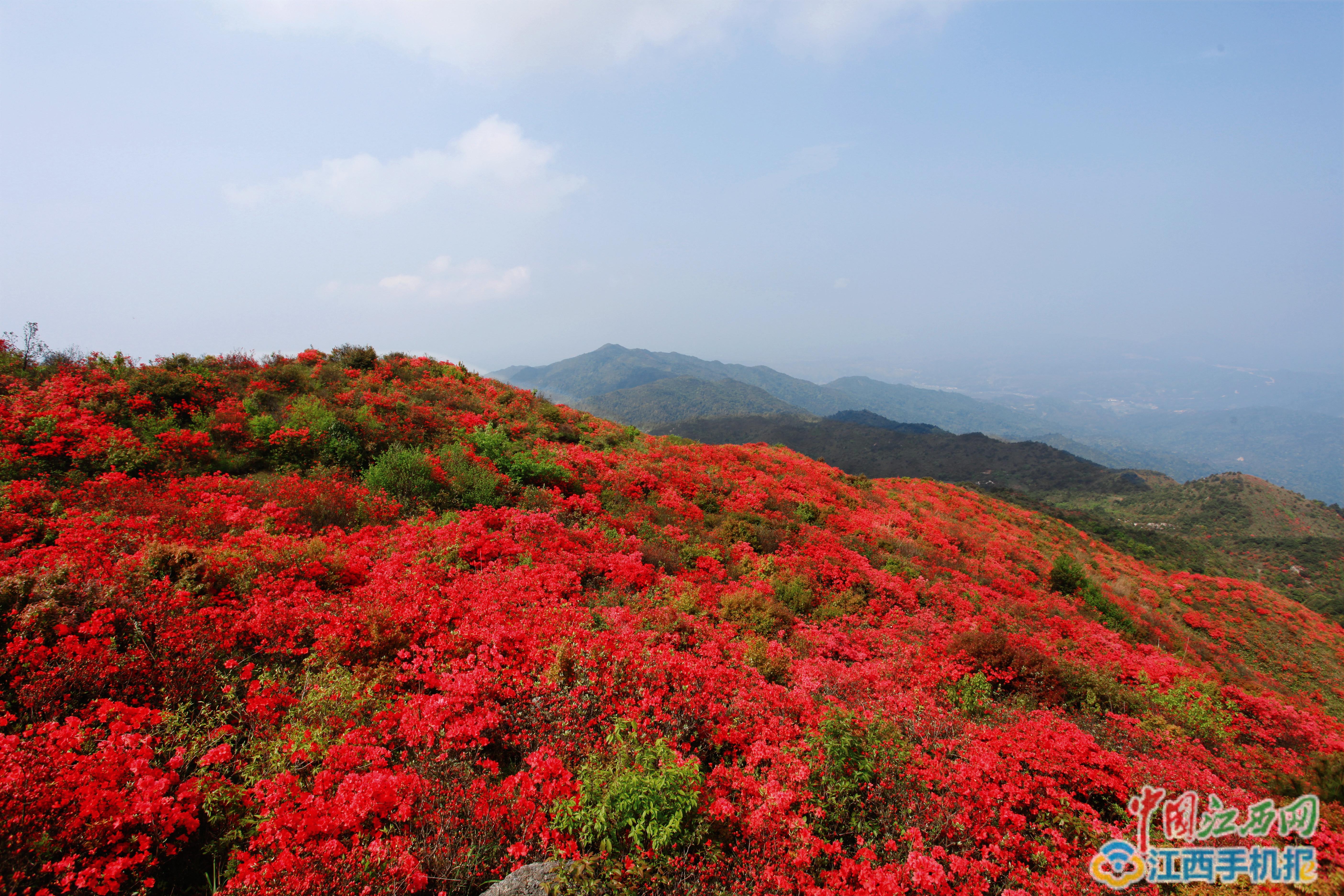 石城八卦腦漫山杜鵑花惹人醉