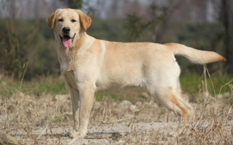 帶你看世界：男子陪癌症晚期愛犬踏上旅程度余生